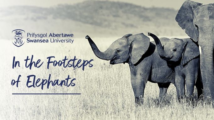 Elephants for Africa