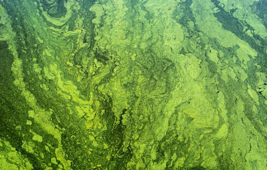 Algae