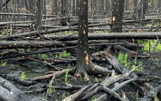 Charred remains of a tree in a wood