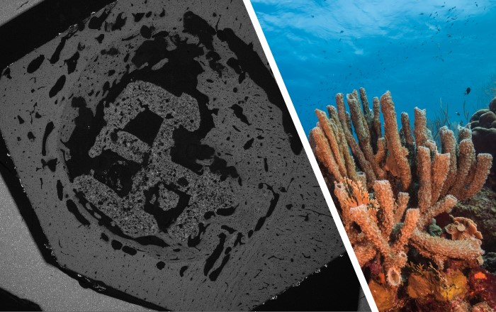 (Left) An image of a 3D-printed material implanted in vivo for 4 weeks. The photo was taken using a scanning electron microscope. Credit: Dr Zhidao Xia. (Right) A photo of coral. Credit: Jesus Cobaleda. 