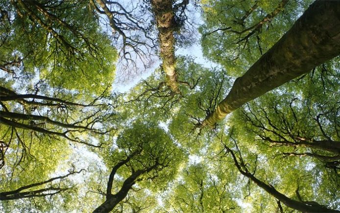 Picture looking up at the sky through leaves of tall beech trees.