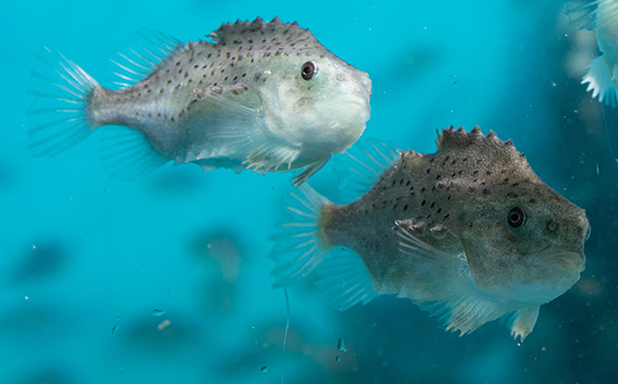 Lumpfish